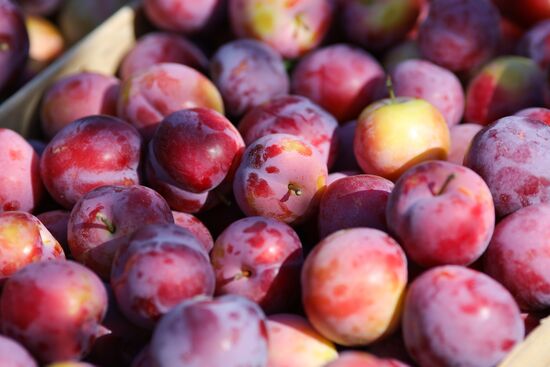 Сбор урожая алычи и сливы в Краснодарском крае