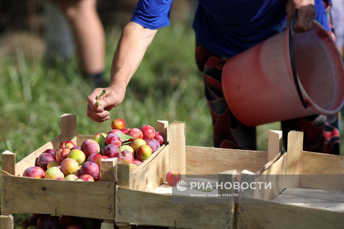 Сбор урожая алычи и сливы в Краснодарском крае
