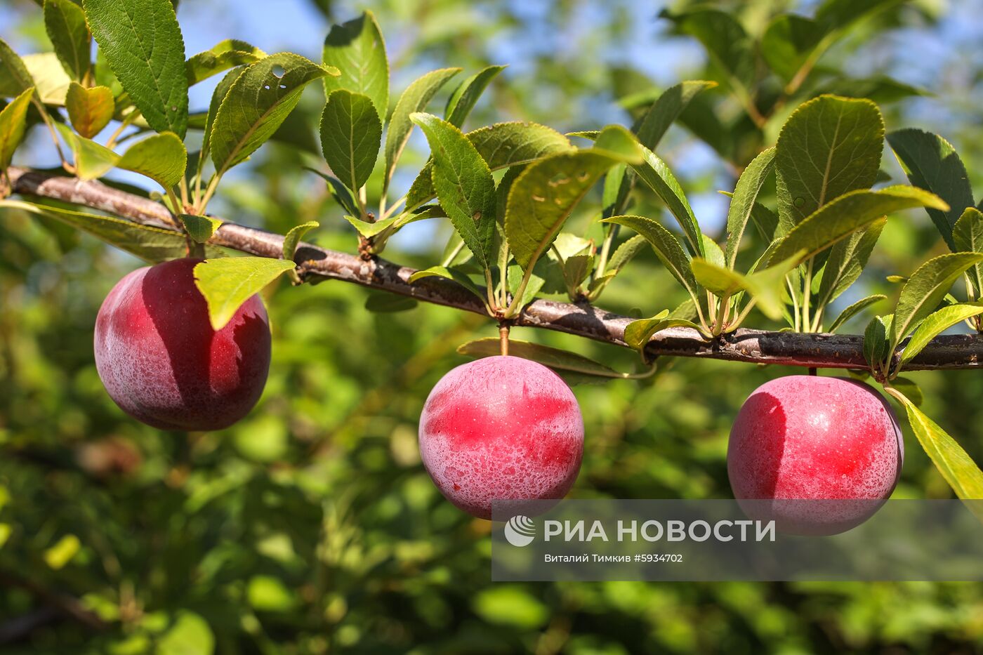 Сбор урожая алычи и сливы в Краснодарском крае