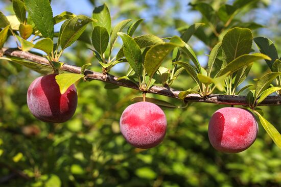 Сбор урожая алычи и сливы в Краснодарском крае