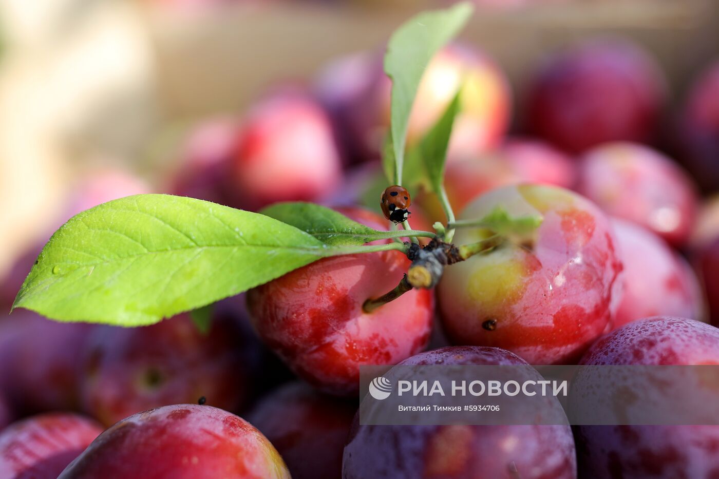 Сбор урожая алычи и сливы в Краснодарском крае