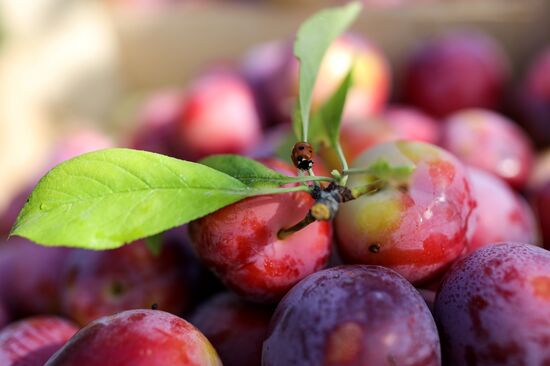 Сбор урожая алычи и сливы в Краснодарском крае