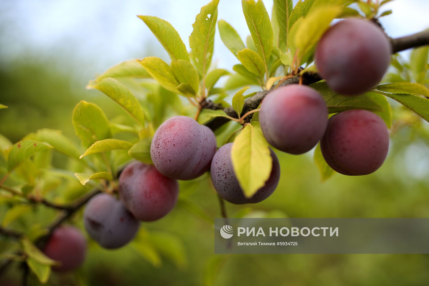 Сбор урожая алычи и сливы в Краснодарском крае