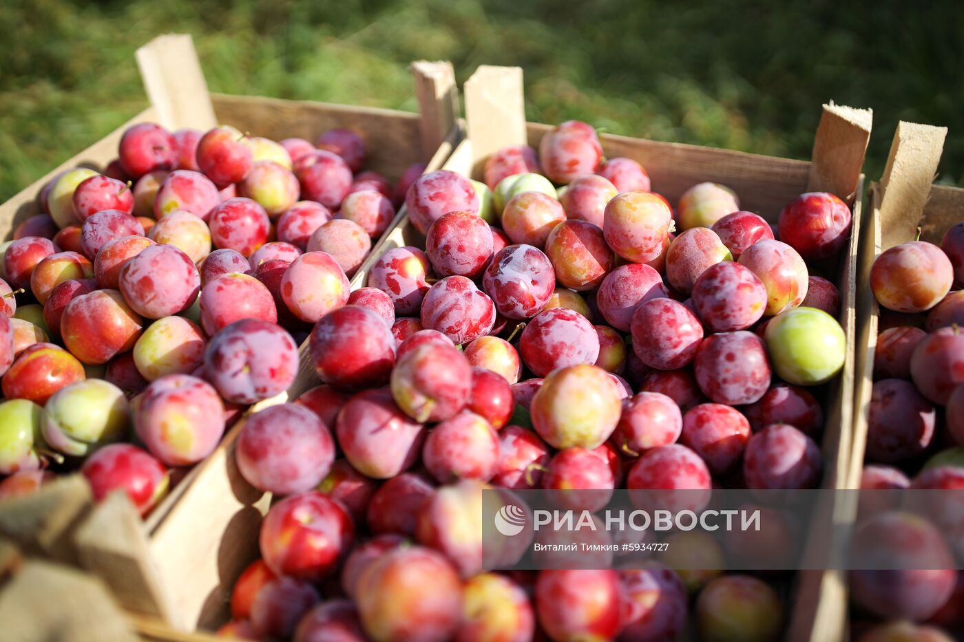 Сбор урожая алычи и сливы в Краснодарском крае