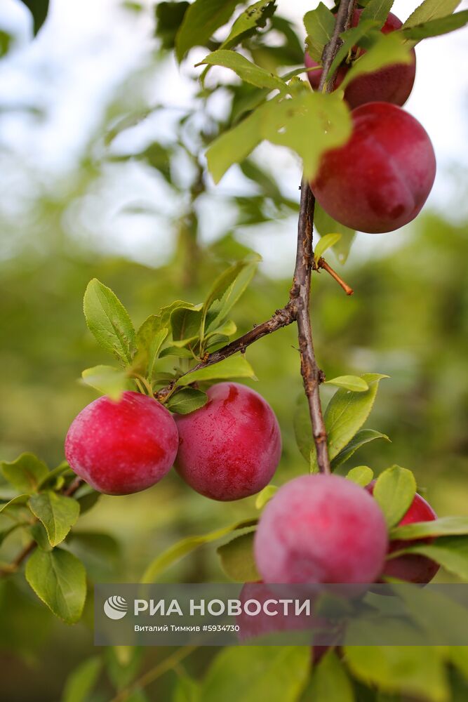 Сбор урожая алычи и сливы в Краснодарском крае
