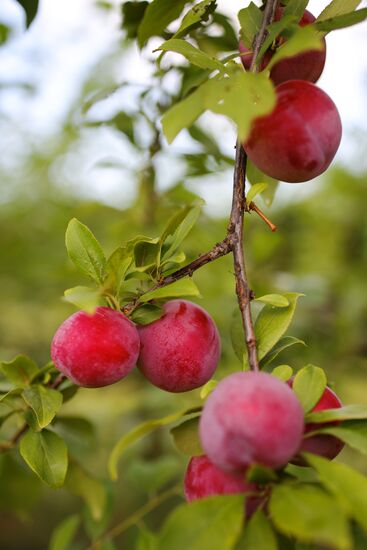 Сбор урожая алычи и сливы в Краснодарском крае