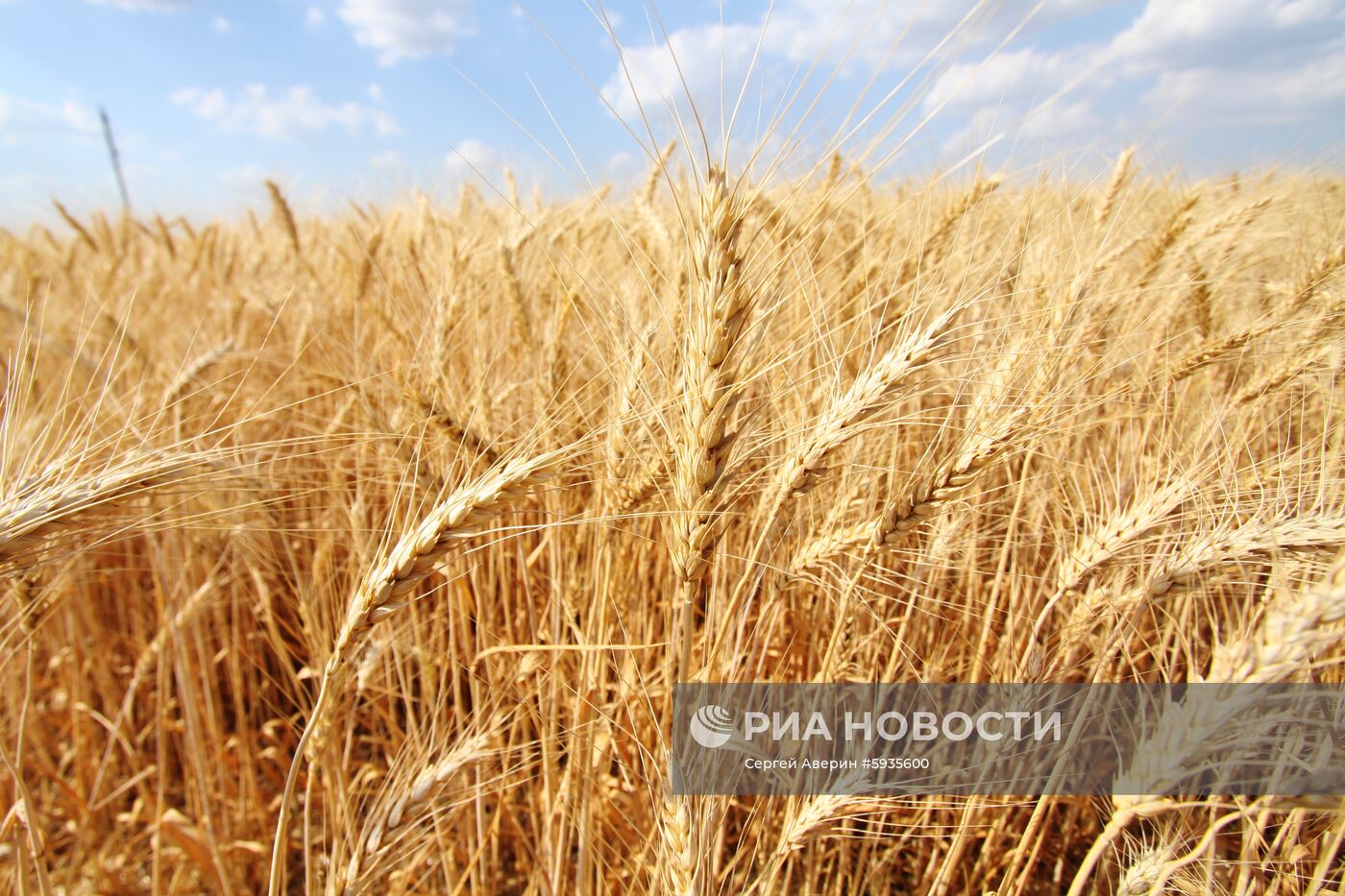 Уборка зерновых в Донецкой и Луганской областях