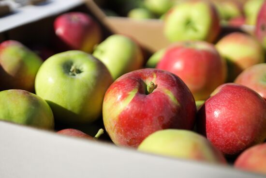 Сбор урожая яблок в Краснодарском крае