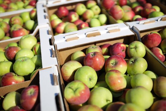 Сбор урожая яблок в Краснодарском крае