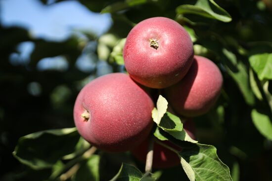 Сбор урожая яблок в Краснодарском крае
