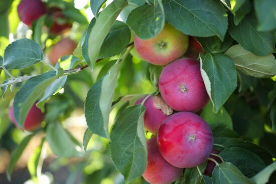 Сбор урожая яблок в Краснодарском крае