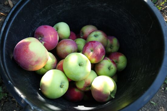 Сбор урожая яблок в Краснодарском крае