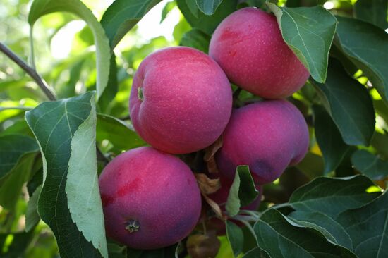 Сбор урожая яблок в Краснодарском крае