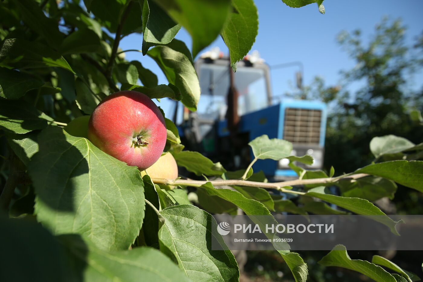 Сбор урожая яблок в Краснодарском крае