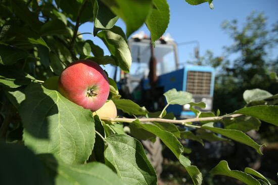 Сбор урожая яблок в Краснодарском крае