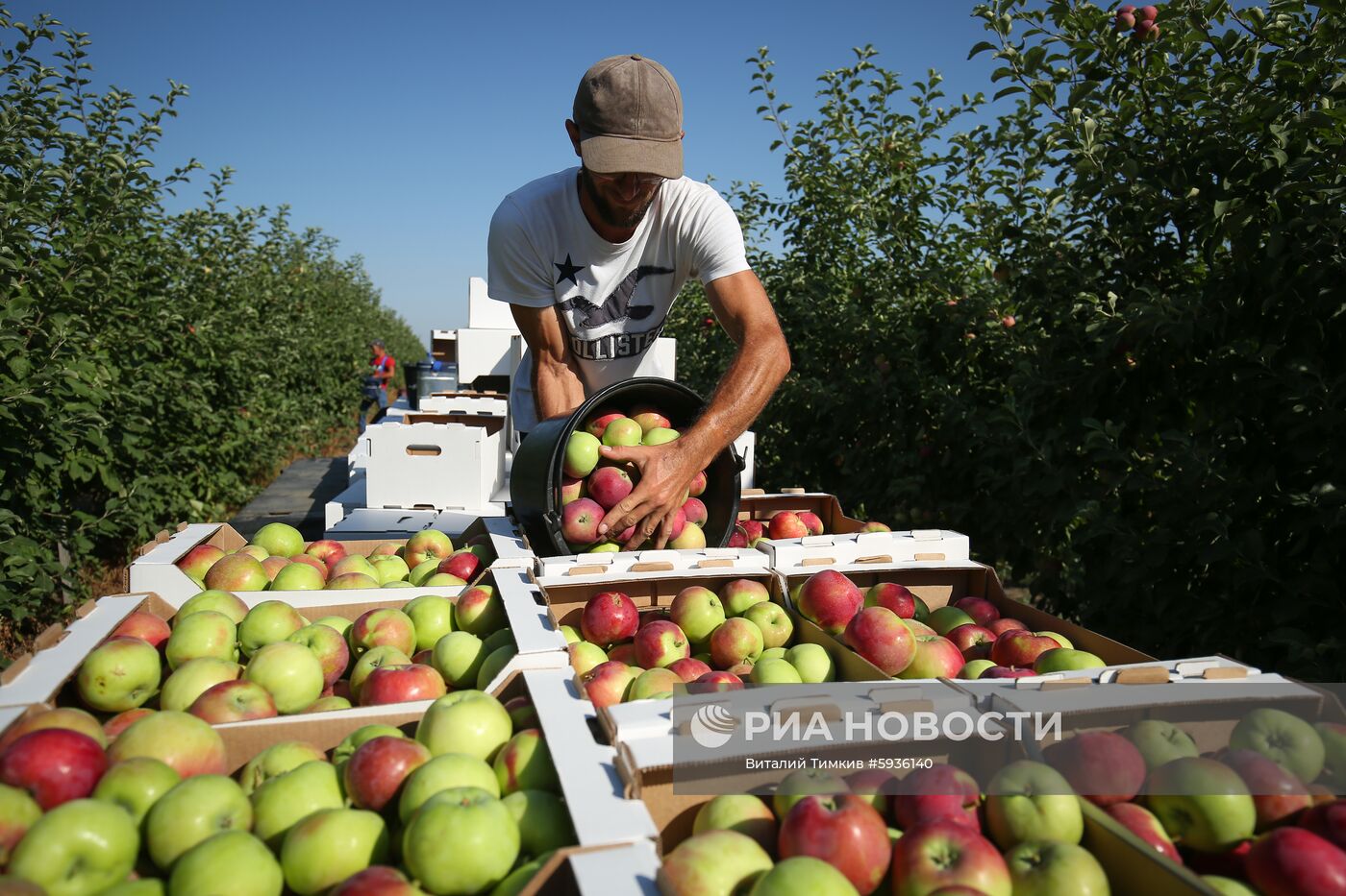 Сбор урожая яблок в Краснодарском крае