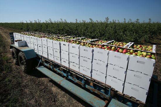 Сбор урожая яблок в Краснодарском крае