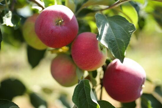 Сбор урожая яблок в Краснодарском крае