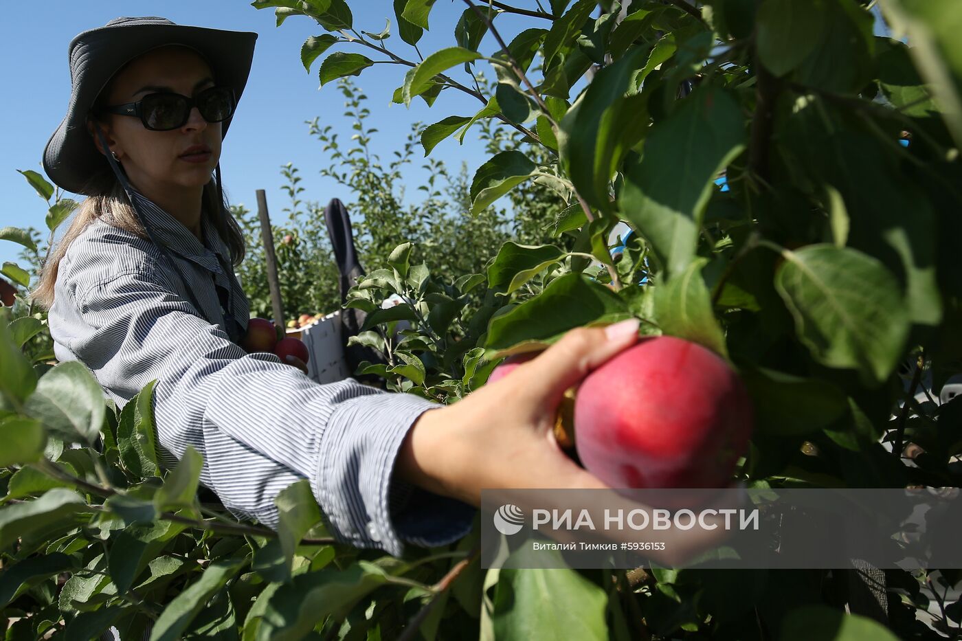 Сбор урожая яблок в Краснодарском крае