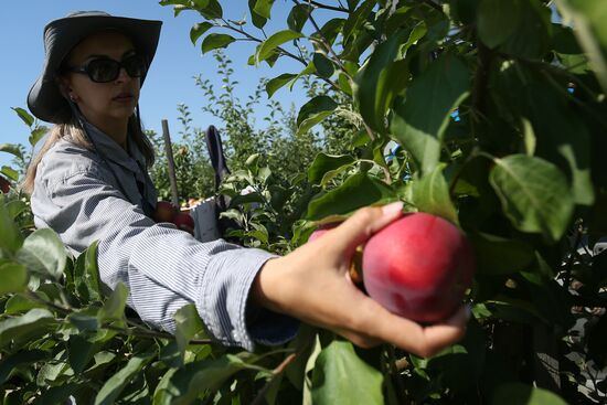Сбор урожая яблок в Краснодарском крае