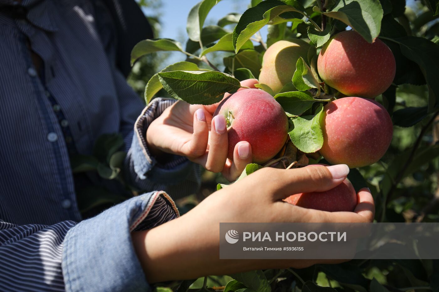 Сбор урожая яблок в Краснодарском крае