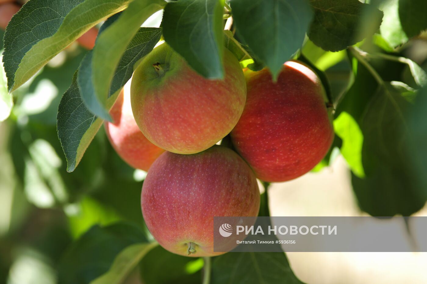 Сбор урожая яблок в Краснодарском крае