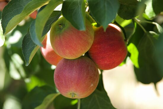 Сбор урожая яблок в Краснодарском крае