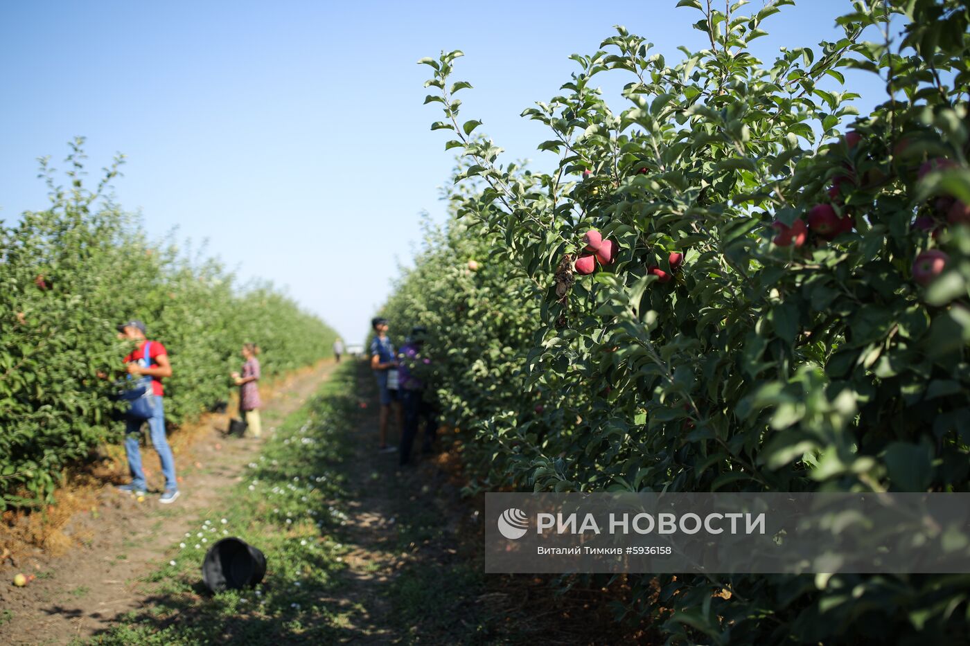 Сбор урожая яблок в Краснодарском крае