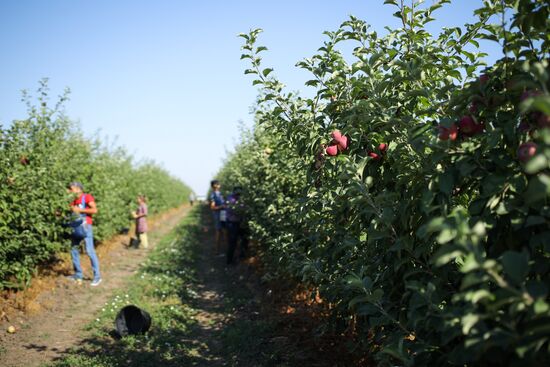 Сбор урожая яблок в Краснодарском крае