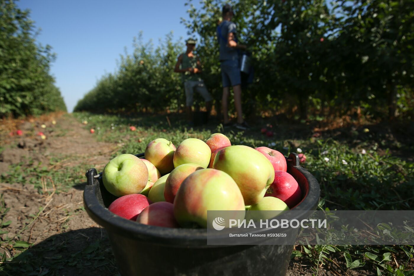 Сбор урожая яблок в Краснодарском крае