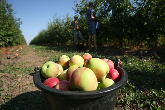 Сбор урожая яблок в Краснодарском крае