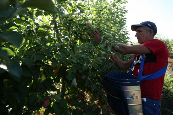 Сбор урожая яблок в Краснодарском крае
