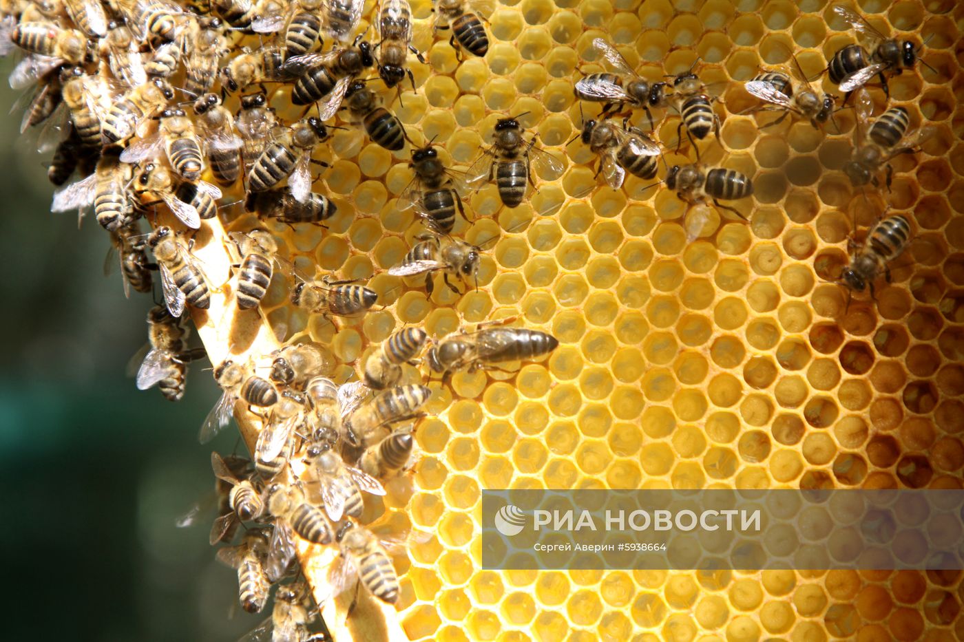 Пасечное хозяйство в Донецкой области