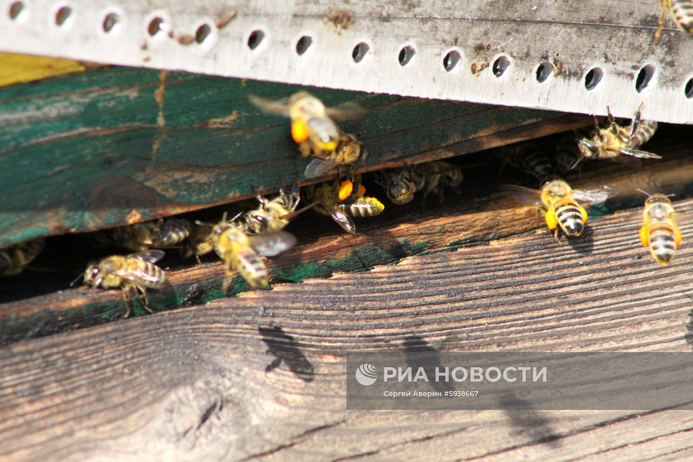 Пасечное хозяйство в Донецкой области