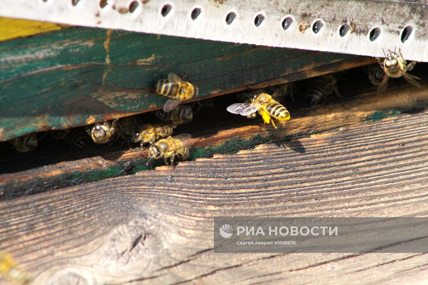 Пасечное хозяйство в Донецкой области