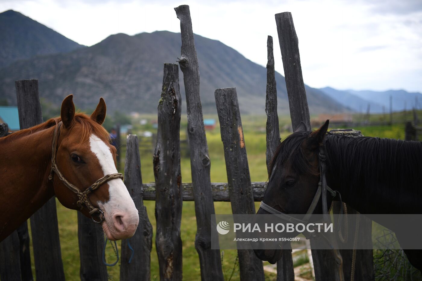 Чемпионат Республики Алтай по национальной игре кок-бору