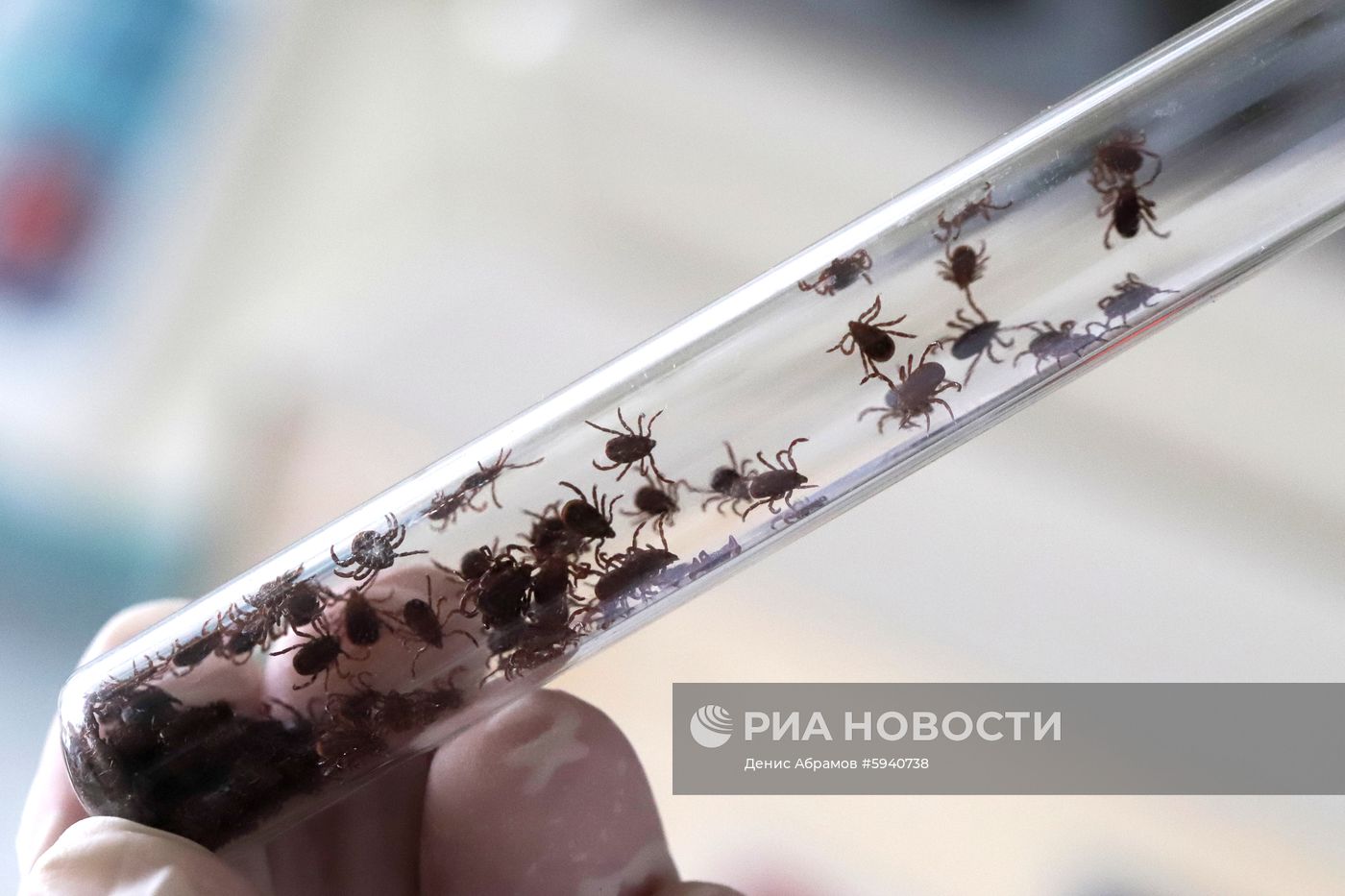 Борьба с насекомыми-переносчиками опасных заболеваний в Ставропольском крае
