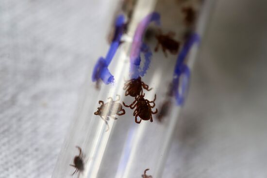Борьба с насекомыми-переносчиками опасных заболеваний в Ставропольском крае