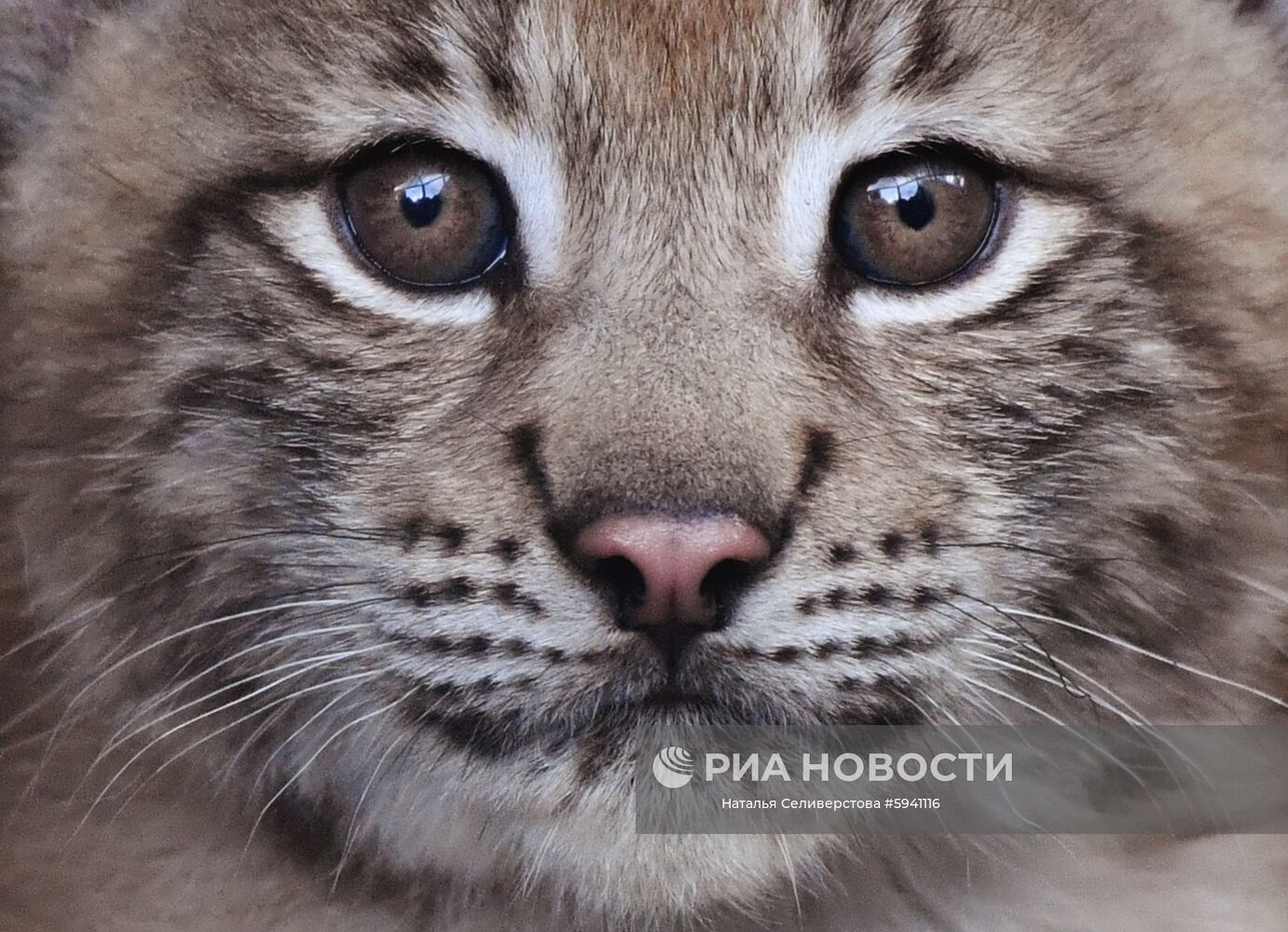 Один из двух детенышей, родившихся у пары восточносибирских рысей Гайки и Чипа 20 мая, в вольере Московского зоопарка. Место: Россия, Москва. Автор: Наталья Селиверстова/РИА Новости. Детеныши рыси в Московском зоопарке