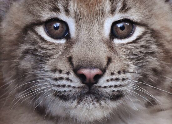Детеныши рыси в Московском зоопарке