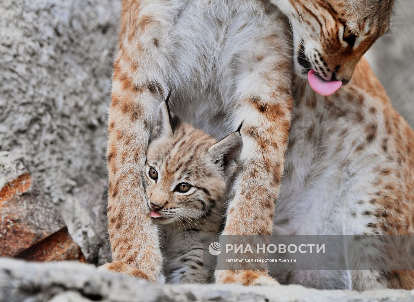 Детеныши рыси в Московском зоопарке