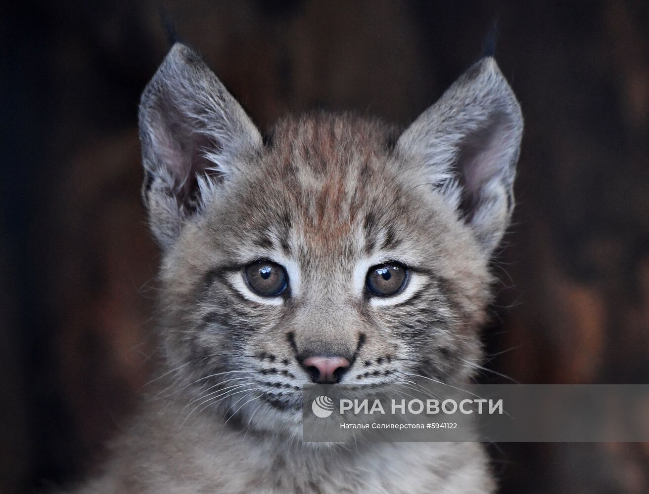 Детеныши рыси в Московском зоопарке