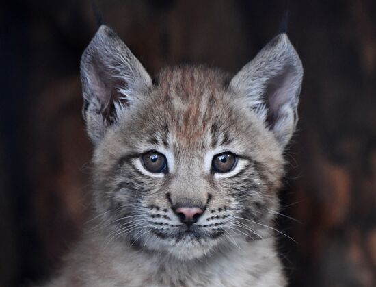 Детеныши рыси в Московском зоопарке