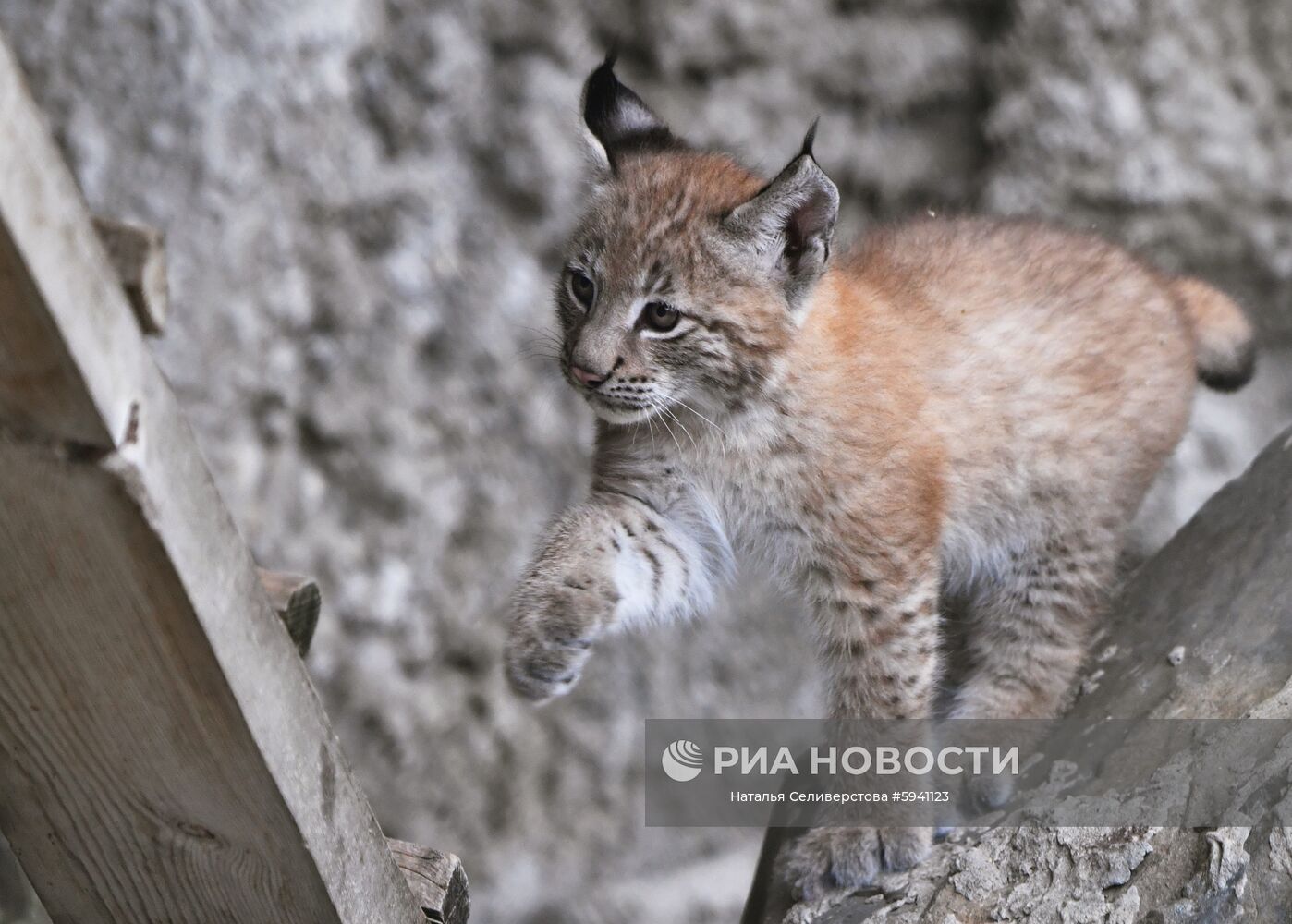 Один из двух детенышей, родившихся у пары восточносибирских рысей Гайки и Чипа 20 мая, в вольере Московского зоопарка. Место: Россия, Москва. Автор: Наталья Селиверстова/РИА Новости. Детеныши рыси в Московском зоопарке