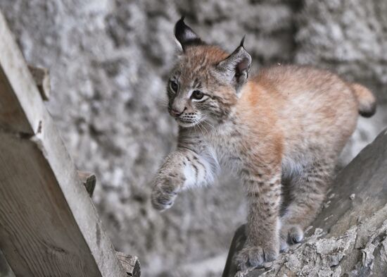 Детеныши рыси в Московском зоопарке