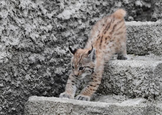 Детеныши рыси в Московском зоопарке
