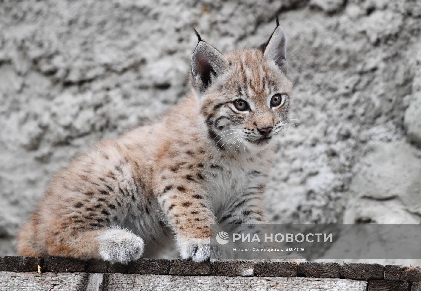 Детеныши рыси в Московском зоопарке