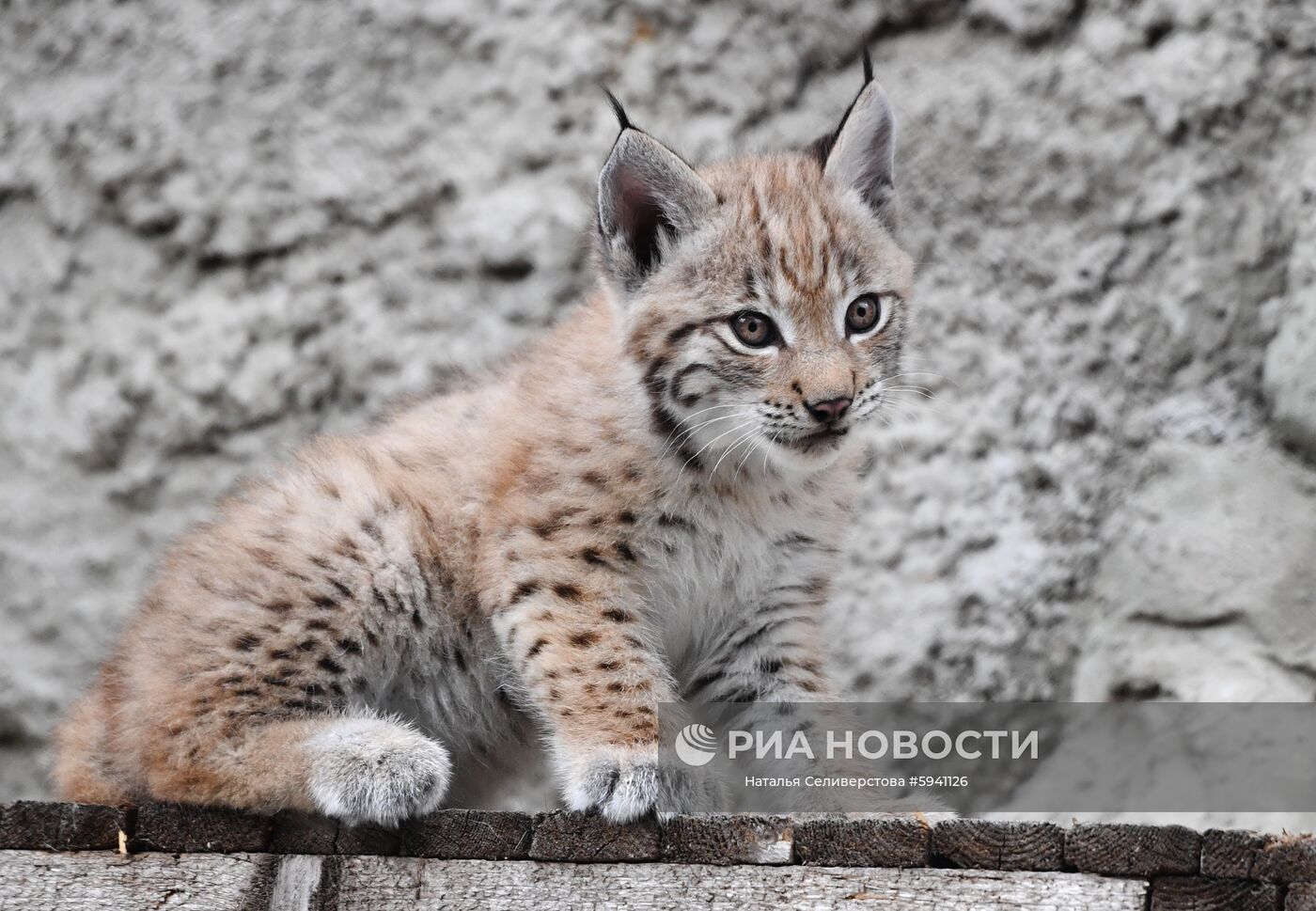 Один из двух детенышей, родившихся у пары восточносибирских рысей Гайки и Чипа 20 мая, в вольере Московского зоопарка. Место: Россия, Москва. Автор: Наталья Селиверстова/РИА Новости. Детеныши рыси в Московском зоопарке