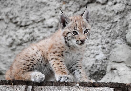 Детеныши рыси в Московском зоопарке