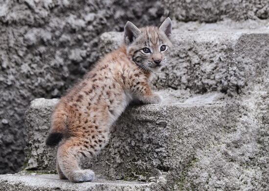 Детеныши рыси в Московском зоопарке